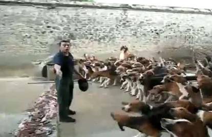 Muškarac uspio odjednom nahraniti stotinjak pasa 