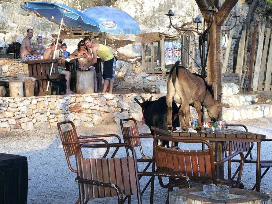 One se druže s gostima: Nenad Hervatin u kafić je doveo koze