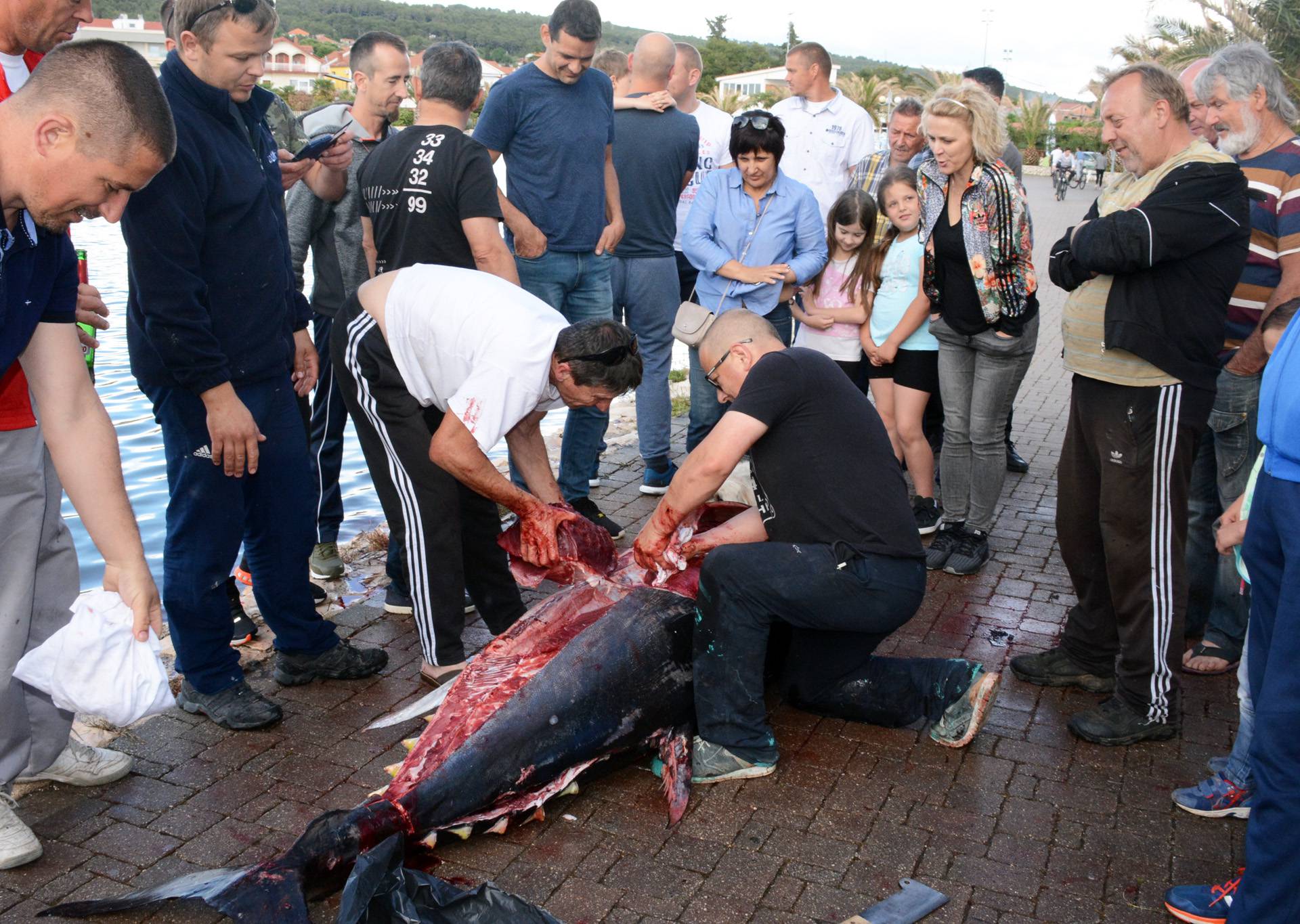 U plićak došla tuna od 230 kg: 'Svašta sam prošao, ali ovo...'