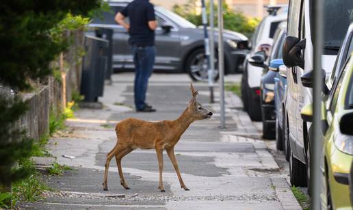 VIDEO Bambi, di ti je mama? Pogledajte nevjerojatni video srndaća kako luta Zagrebom!