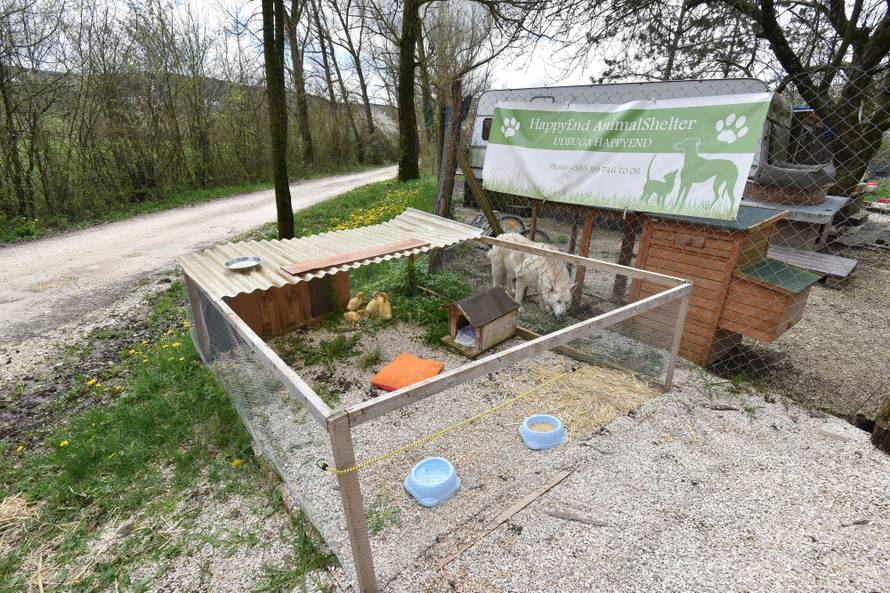 Kupila patke i spasila ih od lonca, a čuvaju ih psi iz azila