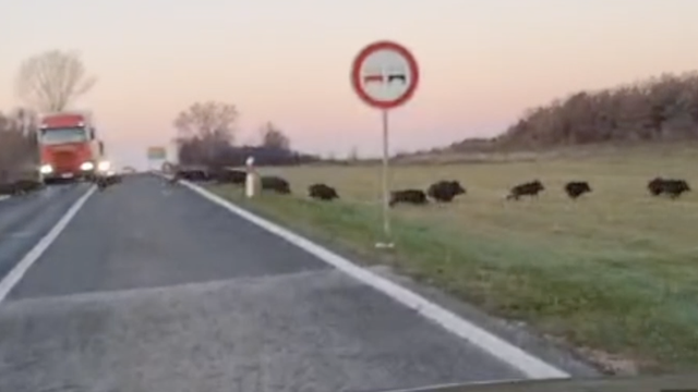 VIDEO Krdo divljih svinja trčalo preko ceste u Istri: 'Imali smo već problema s naletima...'