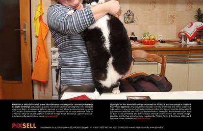 Maca Mucika ima 12 kilograma i mogla bi jesti dok ne pukne