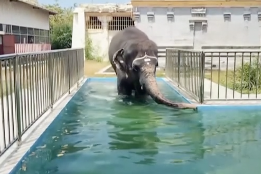 U Indiji je toplinski val: Slon u&scaron;ao u bazen pa se br&ccaron;kao