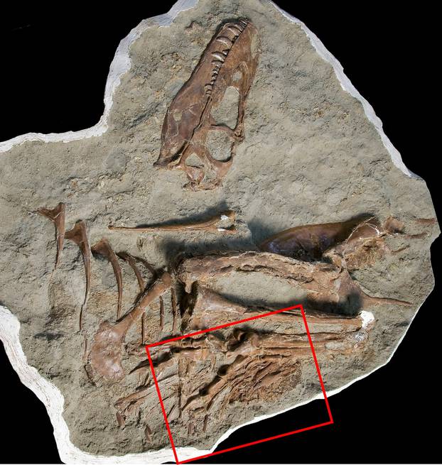 Fossilized 75 million year old skeleton of a juvenile Gorgosaurus, a meat-eating dinosaur that lived during the Cretaceous Period