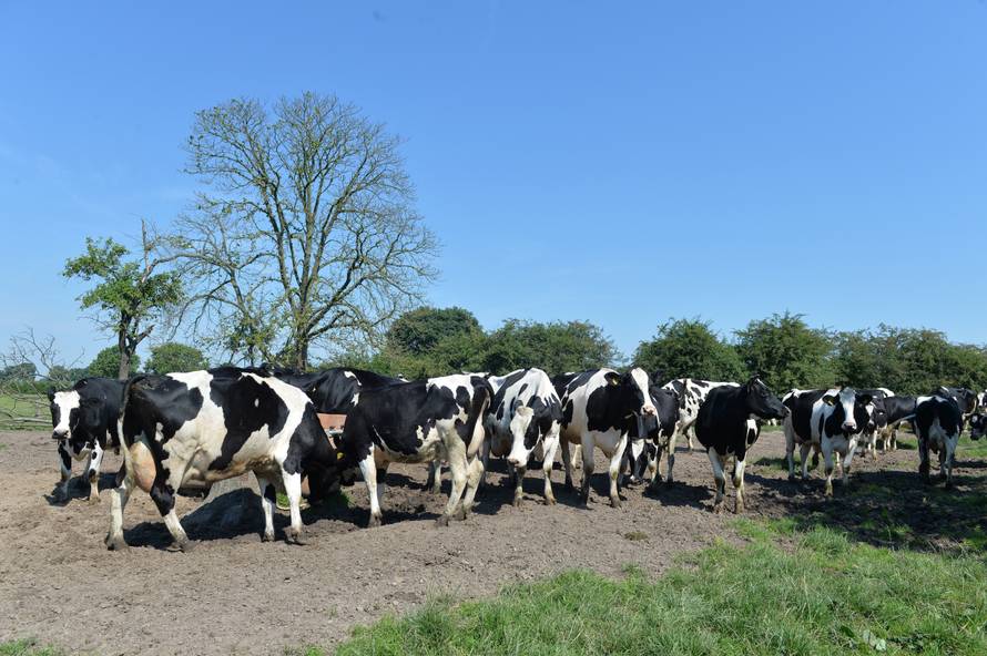 Ministarstvo: Bolest kvrgave kože goveda potvrđena u Srbiji