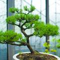 FOTO 13 vrsta bonsai drve&cacute;a koja svatko mo&zcaron;e odr&zcaron;avati