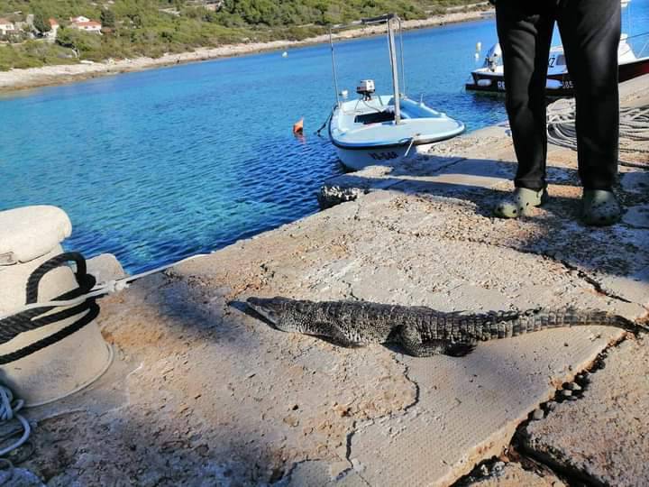 Jel moguće?! Krokodil na Visu!