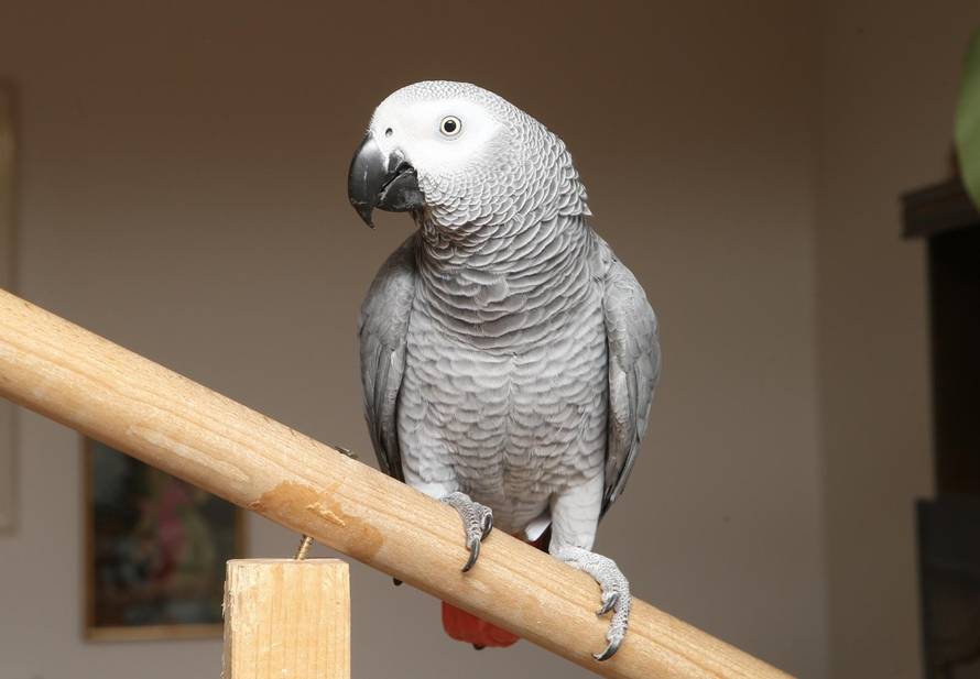 Hugo upozorava svog vlasnika: 'Ako već ideš van, stavi masku'