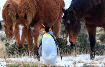Konji posvojili pingvina koji je izgubio svoje jato: Bok mališa