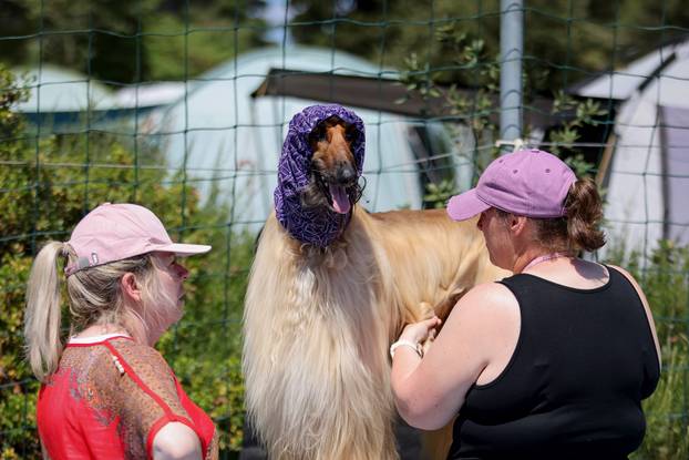 Zaton: Međunarodna izložba pasa pod nazivom CACIB Zadar 2025