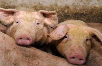 Bez patnje i boli: Kod kolinja svinji ne smije biti nelagodno
