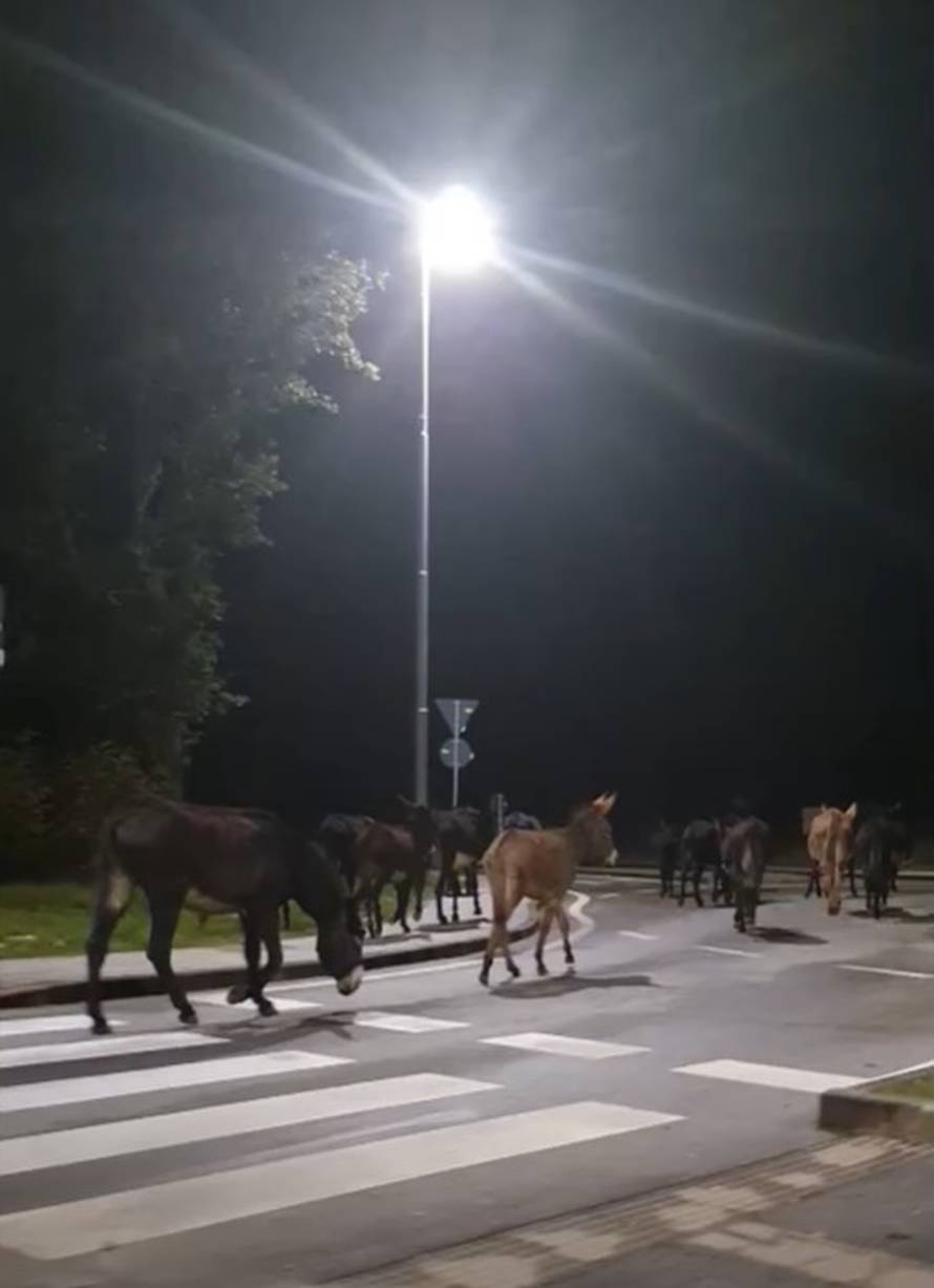 'Prgava magarica Eva povela je ekipu u šetnju, ali vratili su se!'