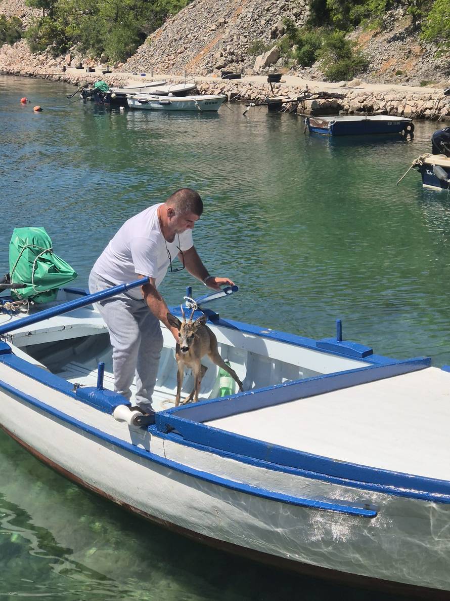 VIDEO Prelijepa gesta: 'Vidio sam srnu u moru i odmah skočio u barku i izvadio ju van'