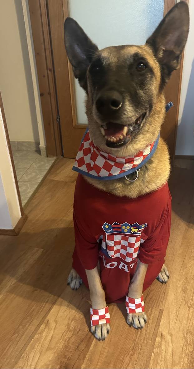 ŠAPE GORE! Ovako navijaju za repku ljubimci naših čitatelja