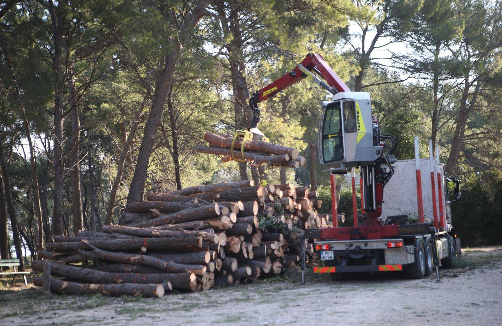 Split: ZapoÄeli radovi u Park Å¡umi Marjan i uklanjanje stabala oboljelih od potkornjaka
