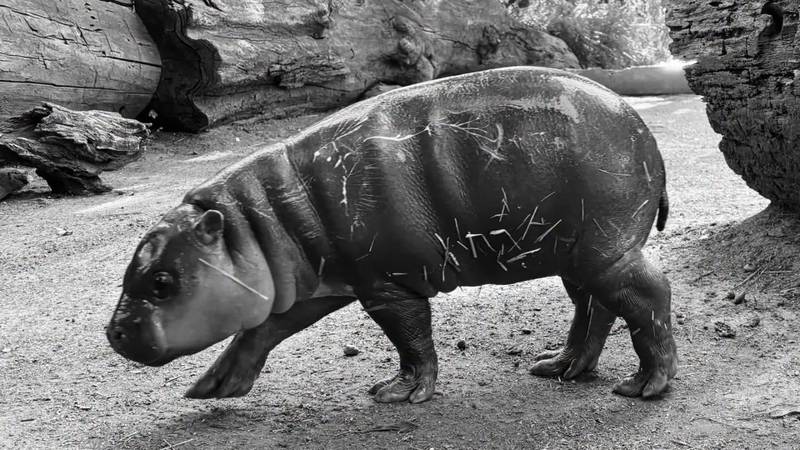 Animalex tvrdi: Mladunče vodenkonja utopilo se u ZOO-u zbog radova na nastambi?!