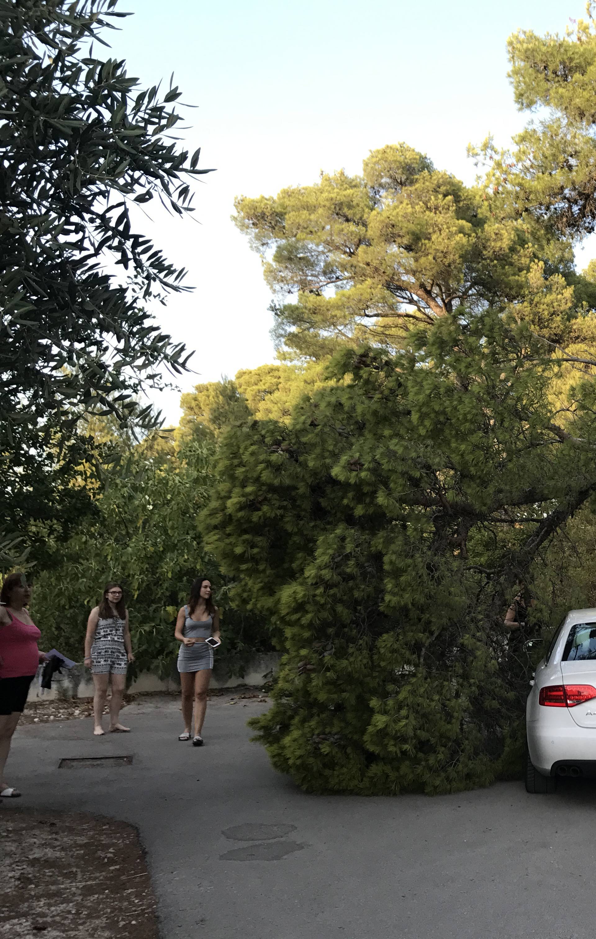 Lana doživjela nezgodu: Drvo palo na njezin auto u Biogradu