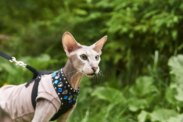 beautiful peterbald cat walks on a leash on a blurred natural background