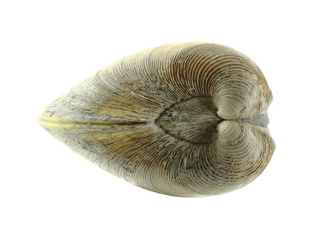 FOTO Vremeplov prirode: Evo koje to životinje najduže žive