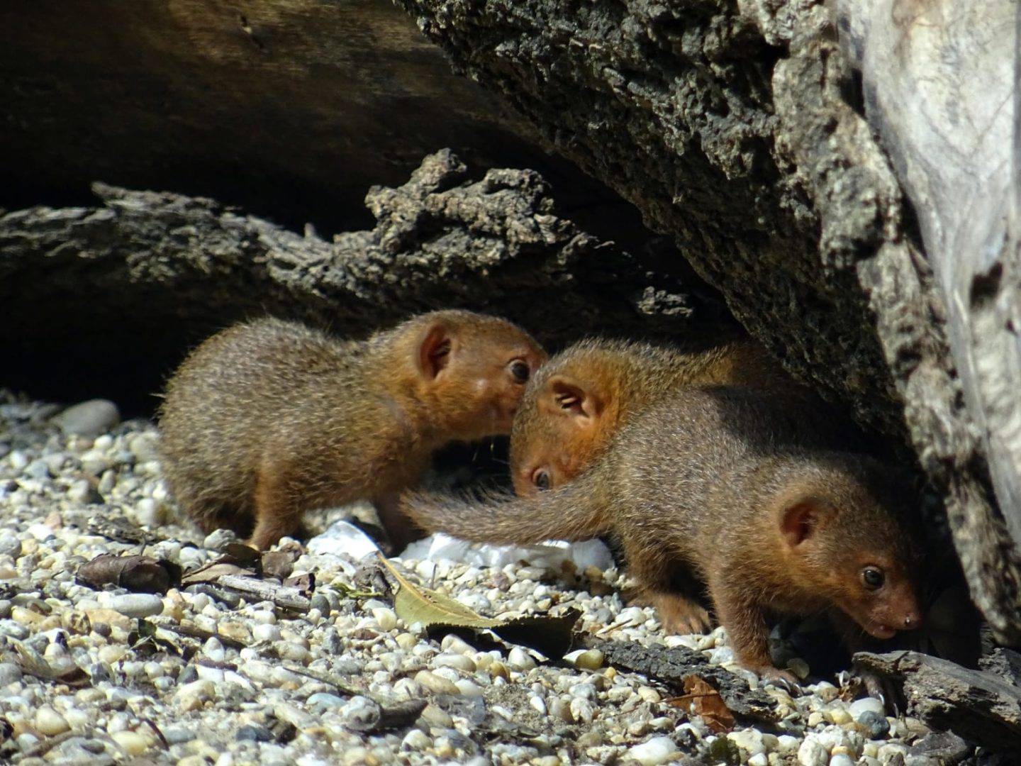 FOTO Pogledajte preslatke mladunce patuljastih mungosa iz zagrebačkog zoološkog vrta