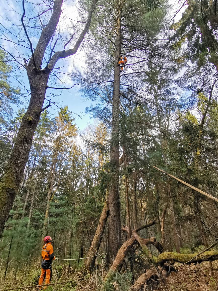 Mačak Pandi proveo je 11 dana na boru: 'Kad smo došli do njega, samo je skočio dolje...'