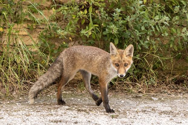 Lisica pronašla dom u blizini Pulskog kaštela