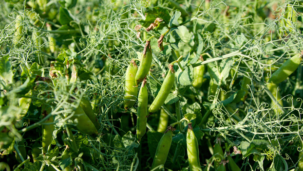 Ovo je najbolje povrće za čuvanje sjemena i evo kako ga skupiti za sljedeću godinu