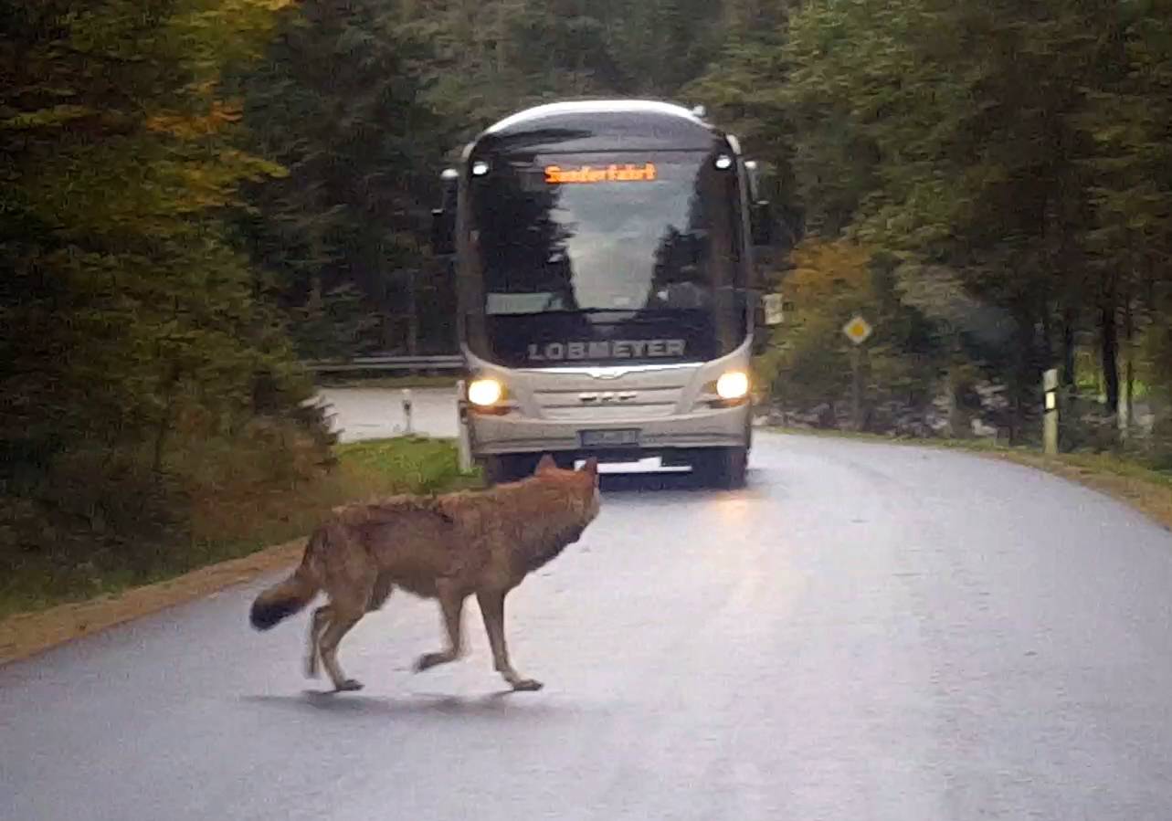 Run-away wolves in the Bavarian Forest