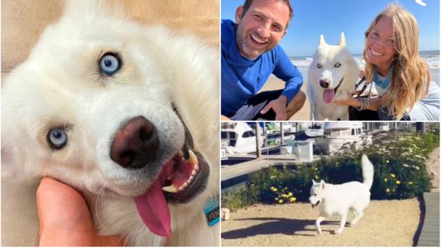 Pas koji nije mogao hodati postao je zvijezda Instagrama