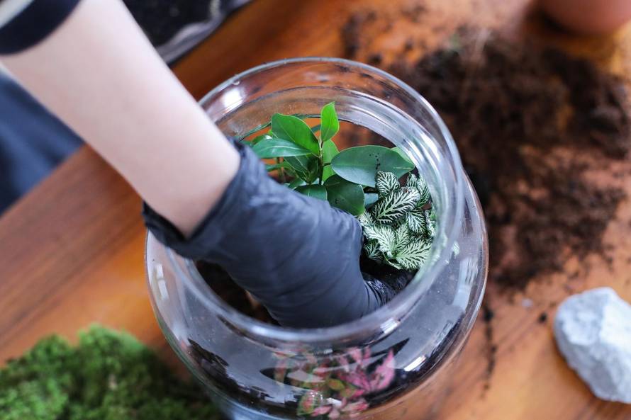 Vrt u posudi: Biljke u terariju trebaju decilitar vode godišnje