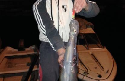 Ribič je ulovio divovsku lignju dugu 1,3 metra kraj Umaga