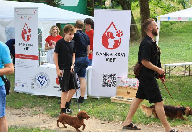 Zagreb: Međunarodni festival pasa jazavčara JAZOfest