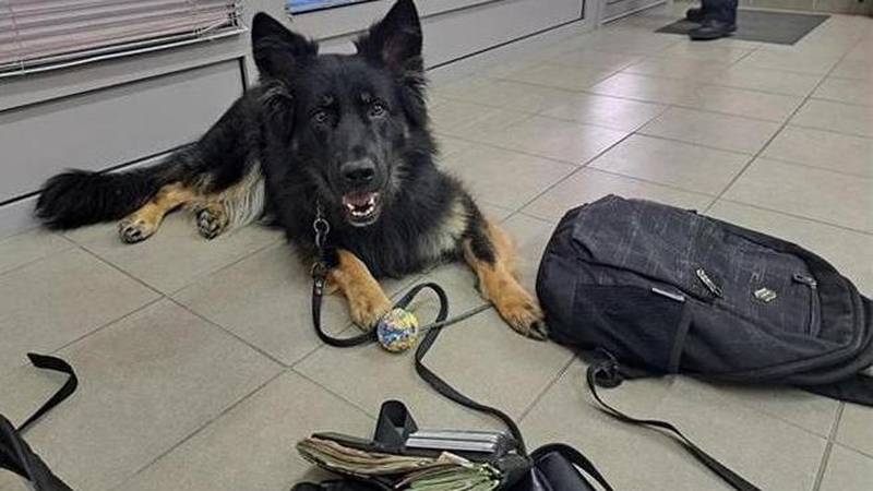 NEŠTO SMRDI  Pogledajte s čim je Srbin pokušao ući u Hrvatsku! Carinici u šoku. Pas spasio stvar