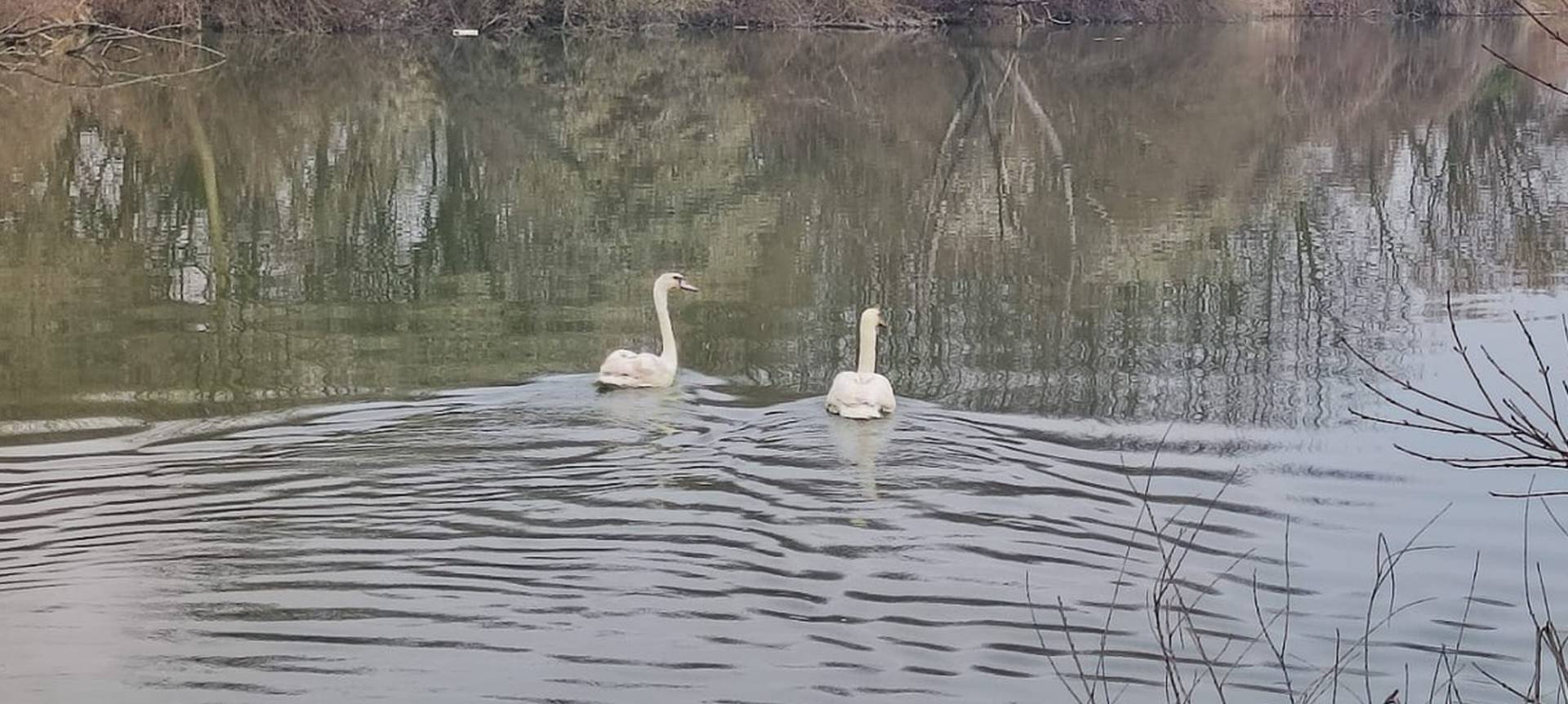 Nevjerojatna ljubavna priča iz Dumovca: Dva labuda su se upoznala i zaljubila u 'bolnici'