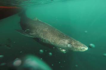 A Greenland shark swims away from a research boat, returning to the deep and cold waters of the Uummannaq Fjord in northwestern Greenland