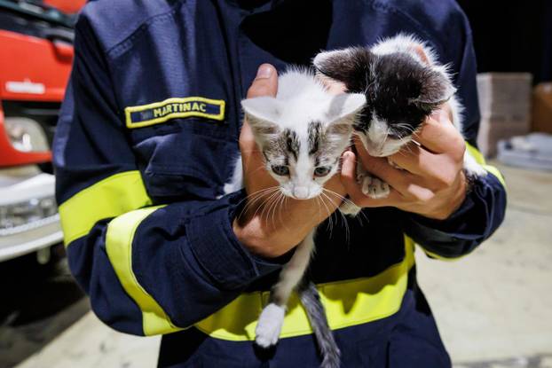 Vrgorac: Vatrogasci spasili 4 mačiča iz šahta gdje su ih pronašli ostavljene