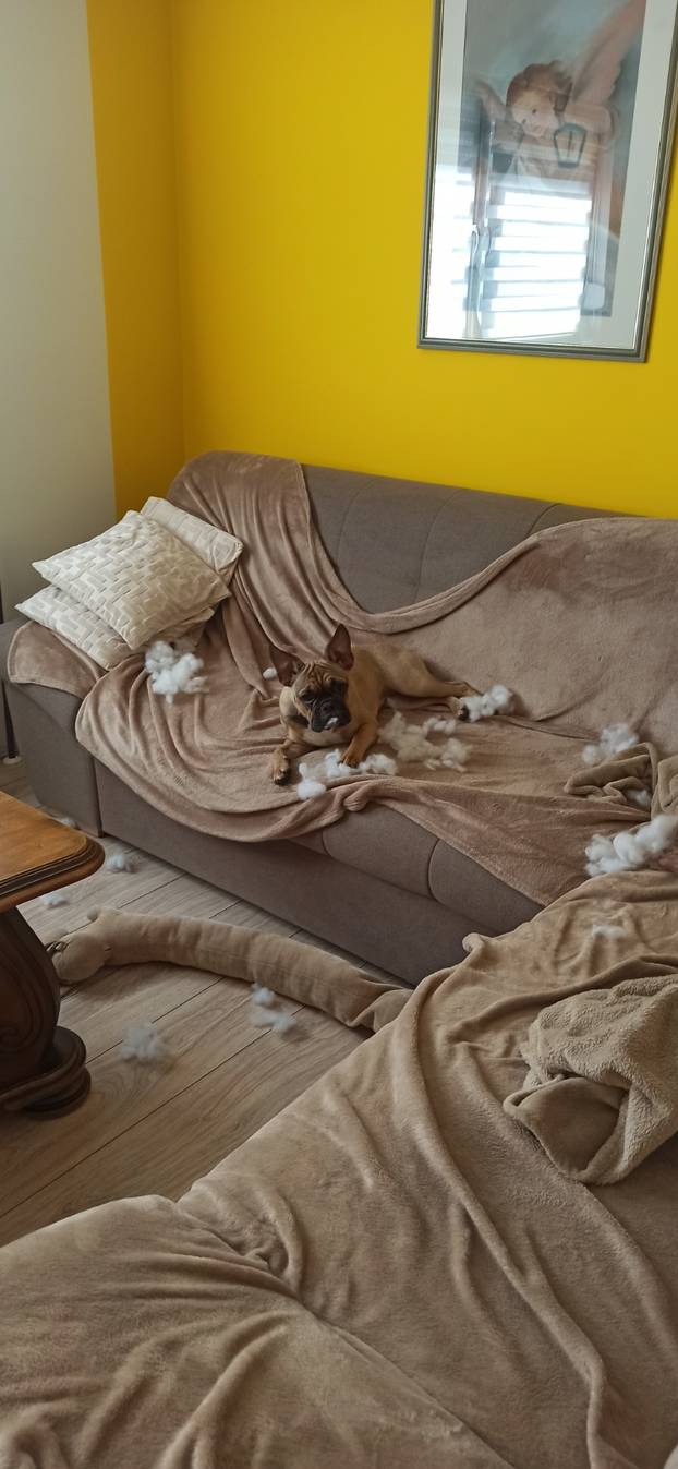 SUPER FOTKE vaših ljubimaca! Neki bi mogli biti viralni hit, ali svi su jednostavno neodoljivi