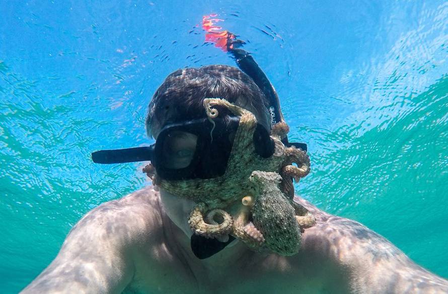 Hobotnica mu se zakačila za masku u moru kraj Šibenika