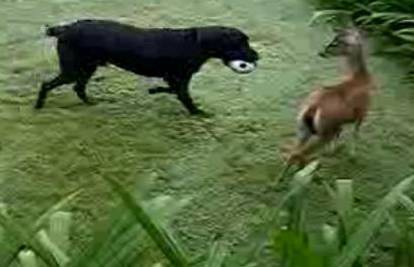 Neobičan par: Pas i jelen uživaju u zajedničkoj igri 