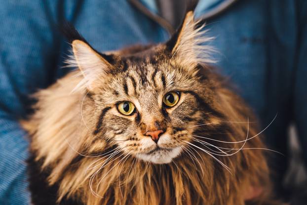 Maine Coon cat, close-up view