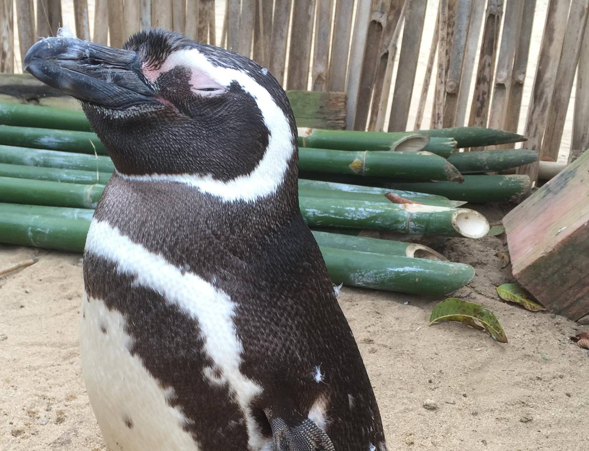 Penguin swims thousands of kilometres to meet saviour