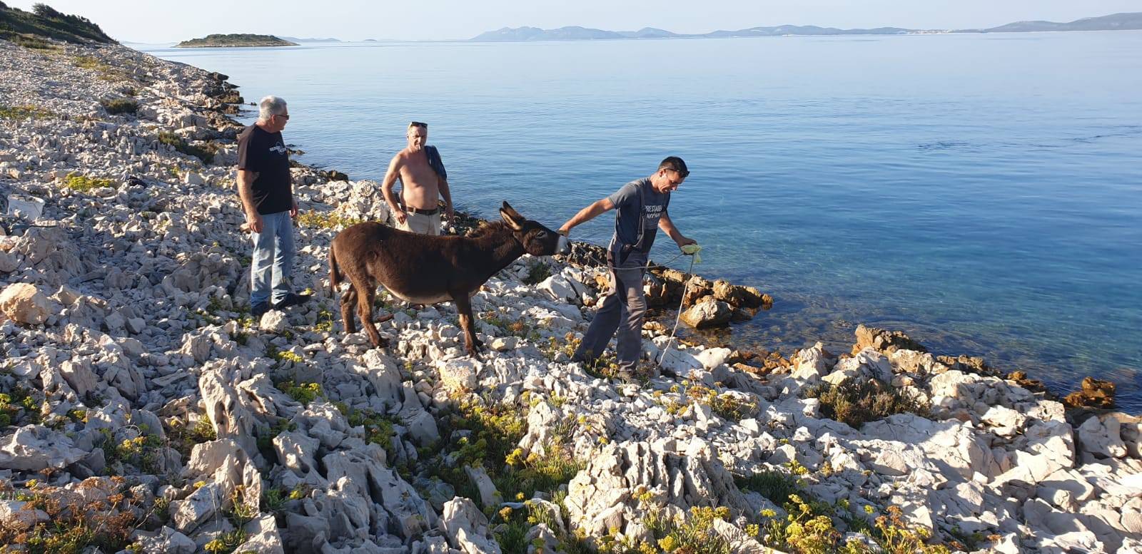 Na otočiću kraj Zadra našli 4 magarca: 'Čini se da su parovi'