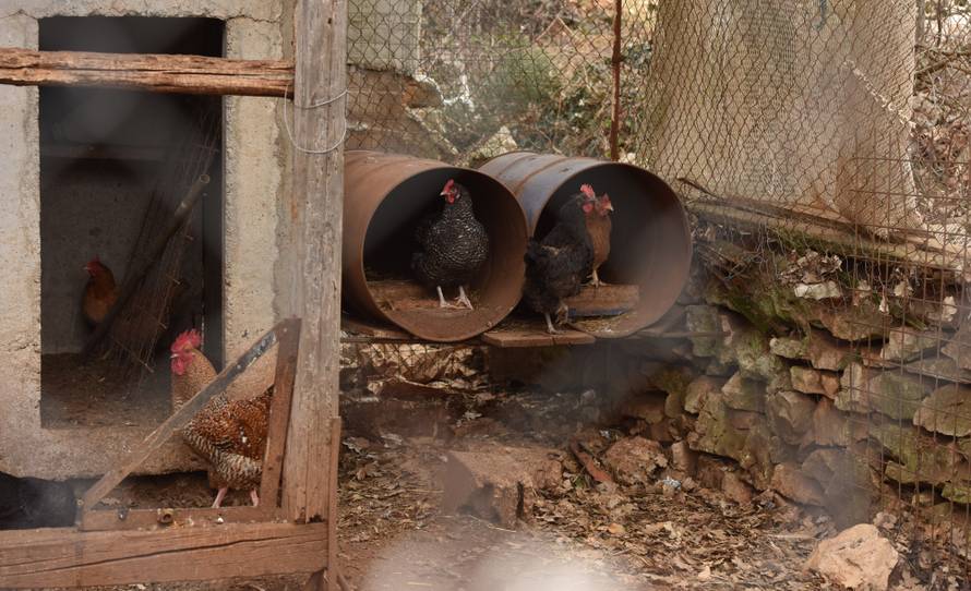 Uništili 864 kila peradi: Traže ptičju gripu na našim farmama