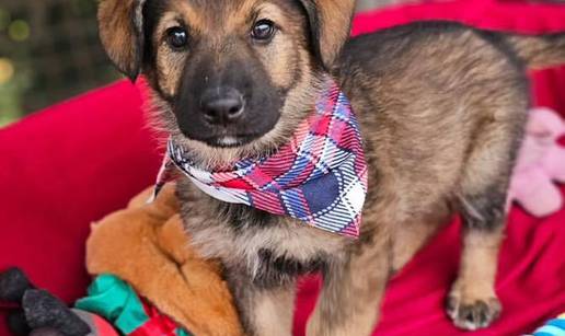 Sedam preslatkih &scaron;tenaca spremni su za novi po&ccaron;etak