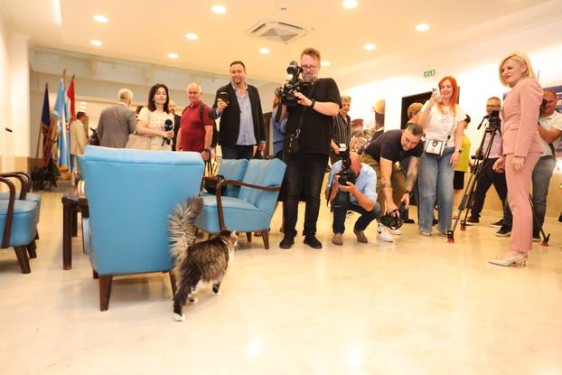 Miško ostaje prvi mačak Grada Rijeke i tijekom mandata Ive Rinčić