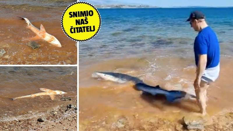 VIDEO Obitelj spasila morskog psa na Pagu! 'Zapeo je u plićaku pa smo mu pomogli da otpliva'