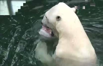 Polarni medvjedi hlade se ukusnim ledenim slasticama 