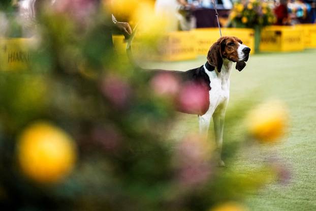 150th Annual Westminster Kennel Club Dog Show in New York City