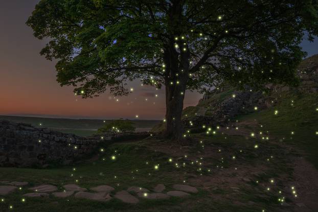 Beautiful landscape image of sunset with fireflies flying around